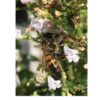 bee on white flower