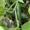 cucumber plant