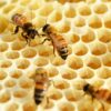bees on honeycomb