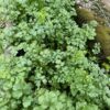 coriander garden
