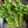 coriander in colander