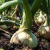 onions growing